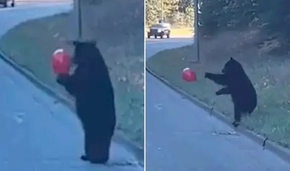 Osito juega con globo de helio en plena carretera y usuarios enternecen: "El real Bubu"