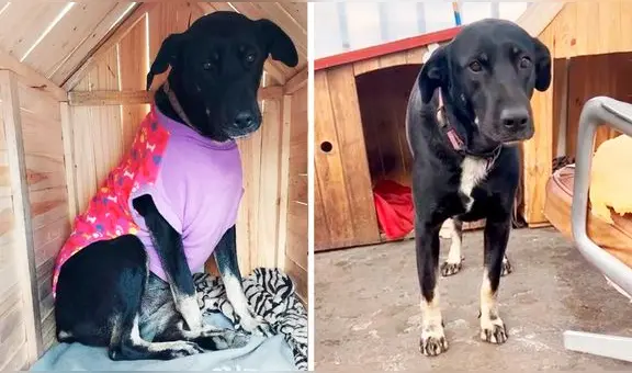 "Salió despavorida": perrita escapó por miedo a fuegos artificiales durante el clásico de fútbol