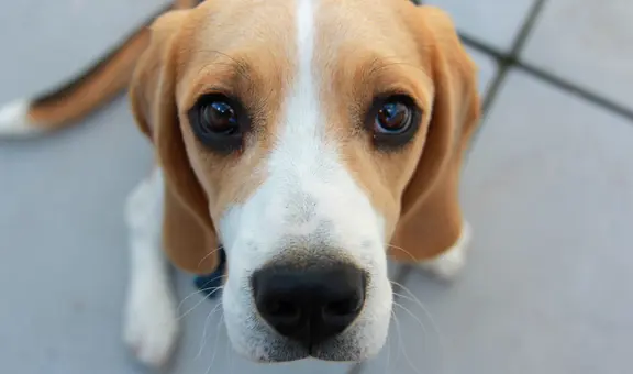 Científicos crean perros con autismo en experimento para estudiar el trastorno