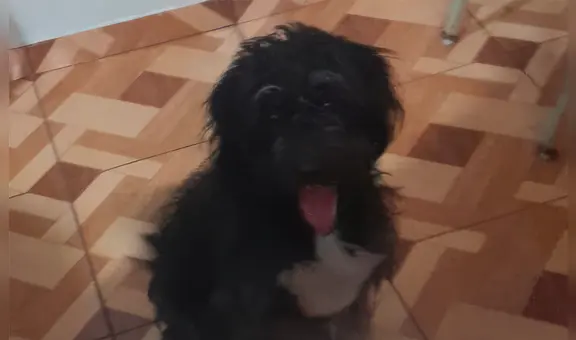 SMP: buscan hogar para perrita que pronto será abandonada