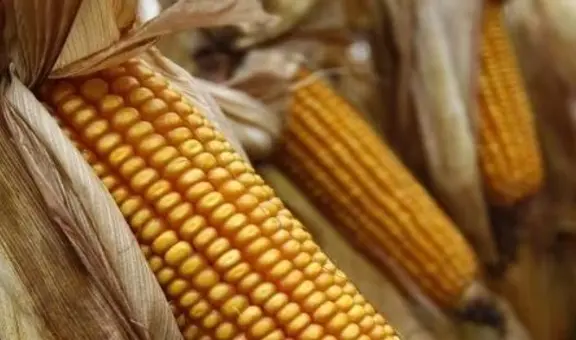 MEF modifica la franja de precios para el azúcar, maíz, arroz y leche en polvo