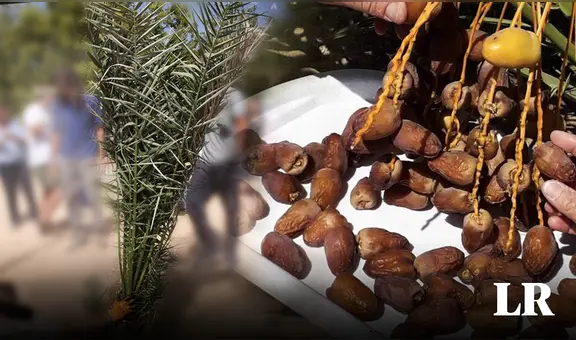 El árbol legendario que científicos resucitaron tras plantar semillas de hace 2.000 años