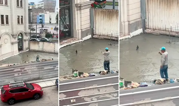 Peruano se resigna al espantar a paloma que camina sobre el piso que acaba de tarrajear: “Pobre señor”