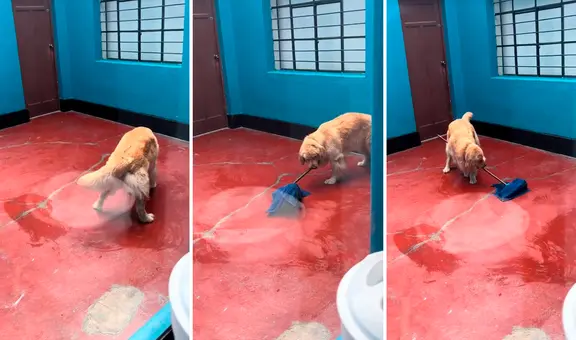 Perrito aprende a trapear el piso de su casa y usuarios bromean: “Su primera chamba”