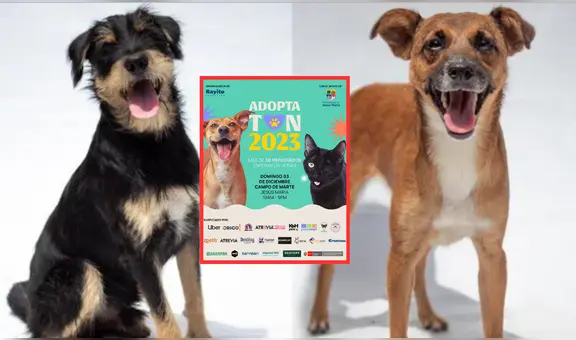¿Buscas una mascotita? Acude a la Adoptatón 2023 y acoge a uno de los 50 perritos y gatitos rescatados