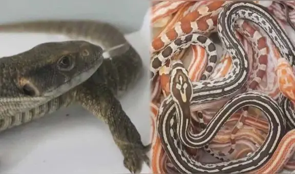 Liberan a traficante que ingresó 160 animales exóticos por el aeropuerto Jorge Chávez