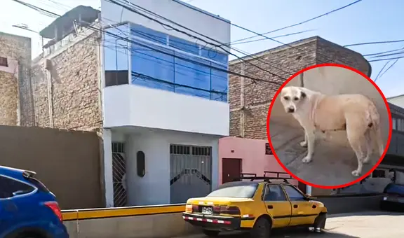 ¡Es un héroe! Perrito callejero orinó sobre explosivo con mecha encendida y salvó a familia en Trujillo