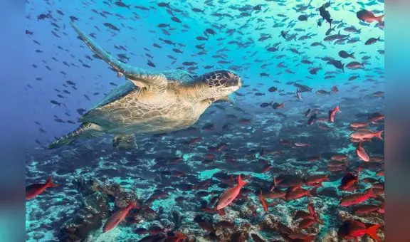 Reserva del Mar Pacífico Tropical está desprotegida