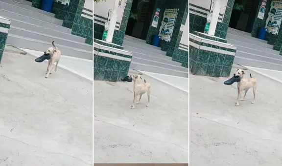 Perrito le ‘roba’ el zapato a policía en comisaría de Chosica: “Firulais pedirá recompensa”