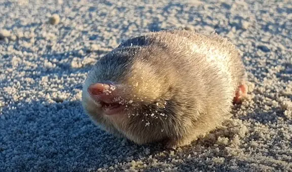 Así es el animal sin ojos que pensaron extinto desde 1937 y lo encontraron al fin