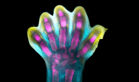 Video muestra cómo crecen los dedos de las manos y los pies, por primera vez