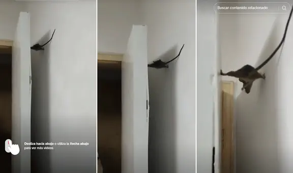 Rata desafía los límites y se esconde de peculiar forma detrás de puerta: “Ni Tom Cruise se atrevió a tanto”