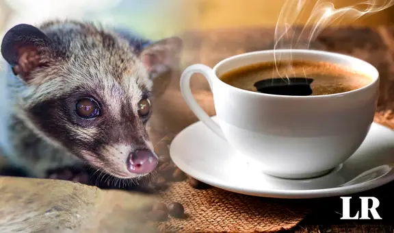 Del excremento de un animal a la taza de café más exclusiva: el Kopi Luwak de Indonesia