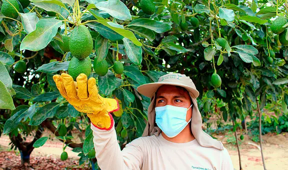 Clima golpea al sector agroindustrial del norte