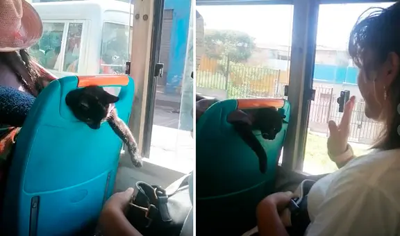 Mujer traslada a su gato en una lliclla y travieso minino intenta apoderarse de cartera de pasajera