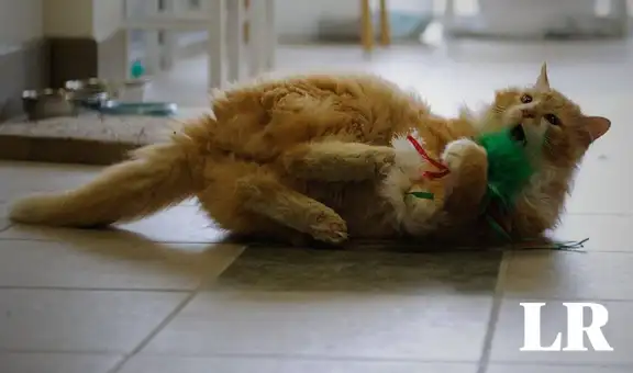 Toby, el gato que desapareció hace 11 años en una mudanza y logró reencontrarse con sus dueños