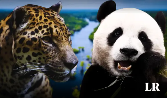 El país de Sudamérica que tiene más biodiversidad que China y Brasil, y es segundo del mundo