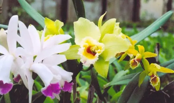 La Ciudad de las Orquídeas: ¿donde está ubicado y cómo llegar desde Lima?