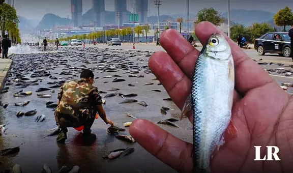 El país de América Latina donde 'llueven peces' de manera anual: ¿por qué sucede esto?
