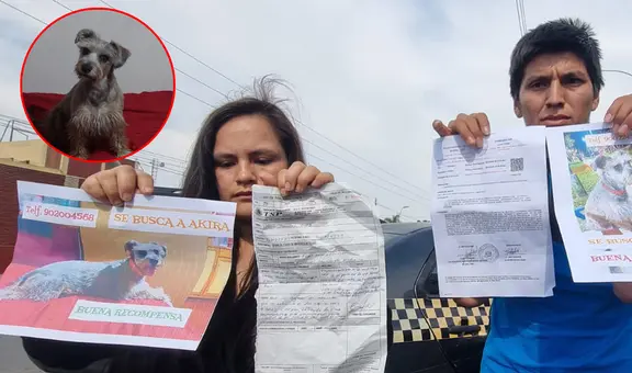 Denuncian que robaron una perrita en bus interprovincial: quisieron dar un animal nuevo y S/200