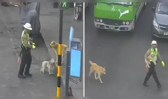Policía ayuda a perritos a cruzar transitada vía de Tacna: “También los alimentó”