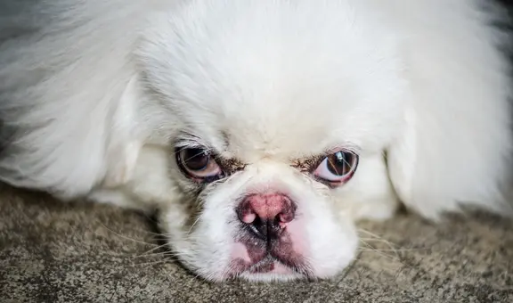 ¿Cuál es la palabra que los perros odian que les digan los humanos?