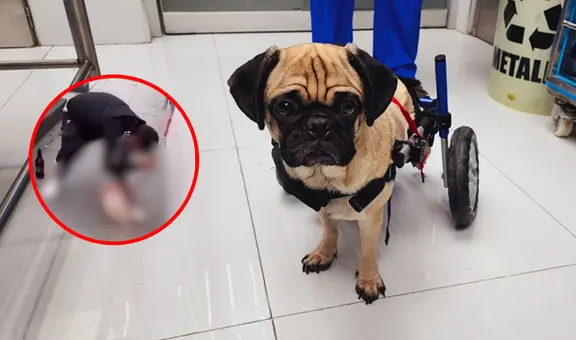 Caso Dachi: PJ otorga custodia a veterinaria que brindó atención médica a perrita violentada