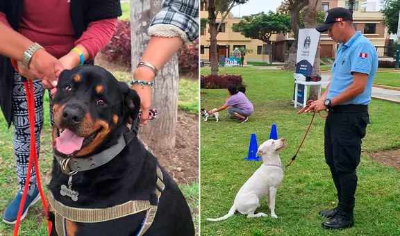 Pueblo Libre: Brigada Canina brindará clases gratuitas de adiestramiento para mascotas durante diciembre y enero