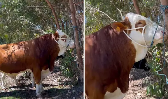 ¿A cuánto venderías un toro?: ganadero de Cajamarca se viralizó tras rechazar S/38.000 por el suyo