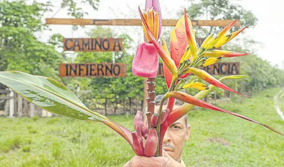El sinuoso camino de las heliconias