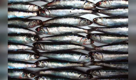 Produce establece límite de pesca de anchoveta en 150.000 toneladas para este año