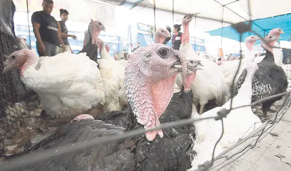 Comerciantes esperan vender más de 1 millón 600.000 pavos