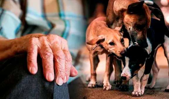 Hombre habría sido devorado por sus 17 perros: restos fueron encontrados en su casa