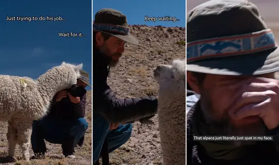 Alpaca escupe a fotógrafo alemán de National Geographic durante sesión de fotos en PERÚ: “Bienvenido”