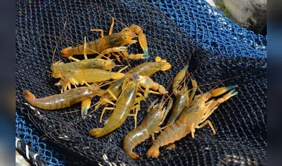 Arequipa: temporada de pesca de camarón de río se extiende hasta el 2 de enero de 2024