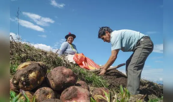 Congreso propone entregar un bono de S/500 a productores agrarios