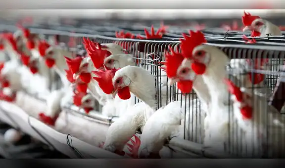 Gripe aviar: Midagri anuncia medidas sanitarias contra la influenza aviar a partir de 2024