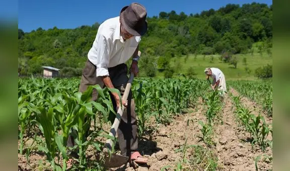 Sector agropecuario cayó en 4% para octubre, el rendimiento más bajo en 30 años