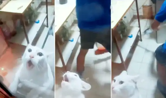 Gatito siente temor de una enorme rata y ‘pide’ ayuda para que lo rescaten