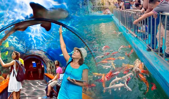 El acuario más grande del Perú está en Comas: ¿cuáles son sus promociones, beneficios y cómo acceder?