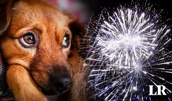 ¿Qué tanto daño causa la pirotecnia a las mascotas y qué medidas tomar en Navidad?