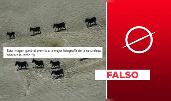 Instantánea de cebras no ganó el premio a la "mejor fotografía de la naturaleza"