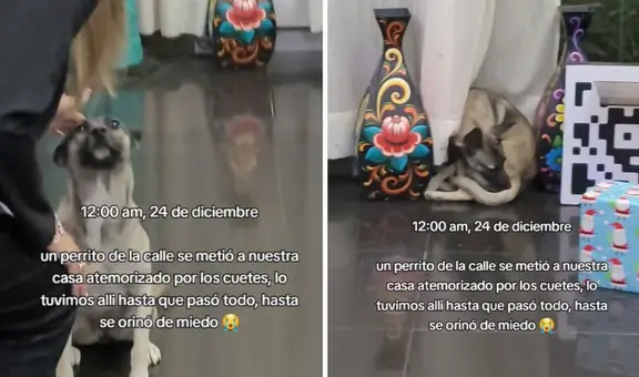 Familia peruana refugia a perrito de la calle asustado por los cohetes: “Abrácenlo, basta de pirotecnias”
