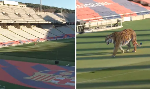 ¿Por qué el Barcelona soltó un tigre salvaje en el estadio olímpico de Montjuic?