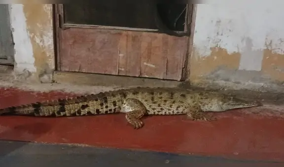 ¡Cocodrilo a la vista! Reptil de metro y medio de largo es captado caminando por calles en Tumbes
