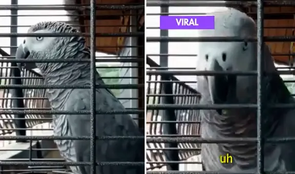 Loro gris impacta en redes por increíble reacción al escuchar un trueno y decir: “No te pongas nervioso”