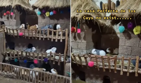 Peruano construye peculiar casa para sus cuyes y sorprende en redes: “Están en modo pituco”