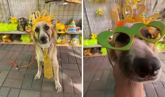 Perrito de nombre Año Nuevo se dedica a vender prendas en mercado de Piura: "Tiene que trabajar"
