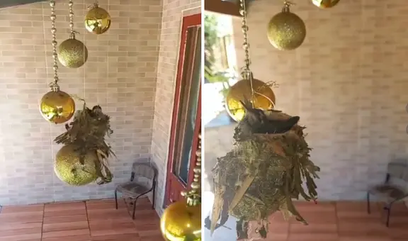 Colibríes aprovechan adornos navideños para construir su nido: “Armaron su propio pesebre”