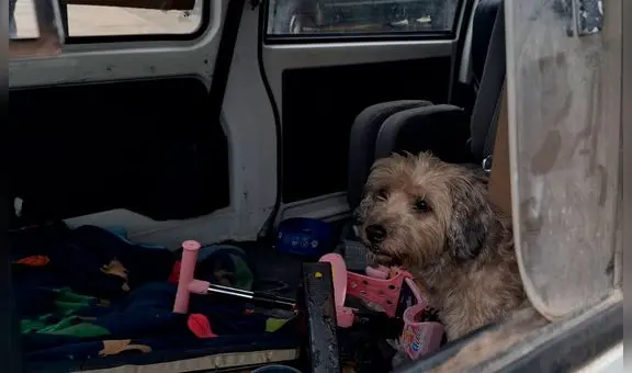 Pueblo Libre: multan con más S/2.500 a joven por abandonar a perrita en vehículo